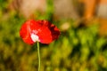 Red Texas Wildflower Royalty Free Stock Photo