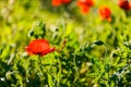 Red Texas Wildflower Royalty Free Stock Photo