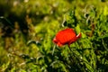 Red Texas Wildflower Royalty Free Stock Photo