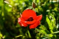 Red Texas Wildflower Royalty Free Stock Photo