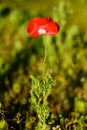 Red Texas Wildflower Royalty Free Stock Photo