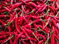 Red Thai pepper, Chilli Padi, Capsicum annuum, blooming background vegetable food Royalty Free Stock Photo