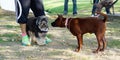 Red thai ridgeback greeting with small back dog with leash