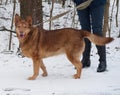 Red thick mongrel dog standing on snow