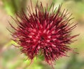 Red Thistle Royalty Free Stock Photo