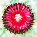 red thistle flower Silybum closeup for abstract geometric background Royalty Free Stock Photo