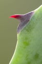 Red thorn of agave Royalty Free Stock Photo