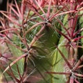 Red thorn cactus closeup Royalty Free Stock Photo