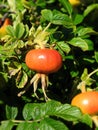 Red thorn fruit Royalty Free Stock Photo