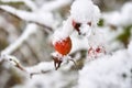 Red thorn fruit covered with snow Royalty Free Stock Photo