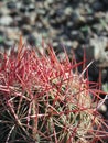 Ferocactus wislizeni in the desert