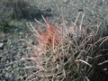 Ferocactus wislizeni in the desert