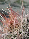 Ferocactus wislizeni in the desert