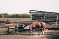 Red thoroughbred horse with a light mane. A beautiful thoroughbred brown horse stands behind a wooden fence in a paddock. Horse Royalty Free Stock Photo