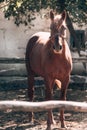 Red thoroughbred horse with a light mane. A beautiful thoroughbred brown horse stands behind a wooden fence in a paddock. Horse Royalty Free Stock Photo