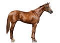 The red thoroughbred racehorse standing isolated on white background.