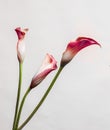 Red three Calla Lillies on bright background Royalty Free Stock Photo