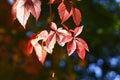 Red three leaves