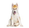 Red Three months old Puppy Husky dog panting mouth open facing at the camera, isolated on white Royalty Free Stock Photo
