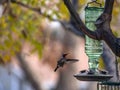 Hummingbird flies close to a green glass feeder with Fall background colors Royalty Free Stock Photo