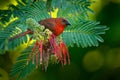 Red-throated Ant-Tanager, Habia fuscicauda, red bird in the nature habitat. Tanager sitting on the green palm tree. Birdwatching i