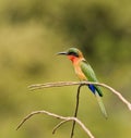 Red-throated Bee-eater Royalty Free Stock Photo