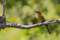 Red-throated Bee-eater - Merops bulocki