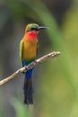 Red-throated Bee-eater - Merops bulocki