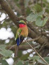 Red-throated bee-eater, Merops bulocki