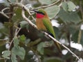 Red-throated bee-eater, Merops bulocki