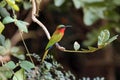 The red-throated bee-eater Merops bulocki sitting on the branch with green background