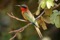 The red-throated bee-eater Merops bulocki sitting on the branch with green background