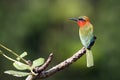 The red-throated bee-eater Merops bulocki sitting on the branch