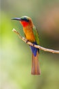 The red-throated bee-eater ,Merops bulocki, sitting on the branch with green background. African very colorful bee-eater on a