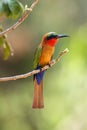 The red-throated bee-eater Merops bulocki sitting on the branch with a green background. A green African bee-eater with a red