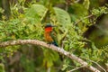 The red-throated bee-eater Merops bulocki sitting on a branch, Murchison Falls National Park, Uganda.