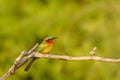 The red-throated bee-eater Merops bulocki sitting on the branch, Murchison Falls National Park, Uganda.