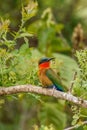 The red-throated bee-eater Merops bulocki sitting on a branch, Murchison Falls National Park, Uganda.