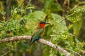 The red-throated bee-eater Merops bulocki sitting on a branch, Murchison Falls National Park, Uganda.
