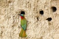 The red-throated bee-eater ,Merops bulocki, sitting at nesting hole in an earthen bank