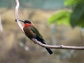 red-throated bee-eater, Merops bulocki, is a very agile insect hunter
