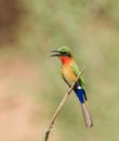 Red-throated Bee-eater near Simenti Royalty Free Stock Photo