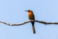 Red-throated Bee-eater perching on a branch Royalty Free Stock Photo