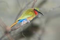 Red-throated bee eater Royalty Free Stock Photo