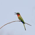 Red-throated Bee-eater by the river Royalty Free Stock Photo