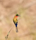 Red-throated Bee-eater in Senegal Royalty Free Stock Photo