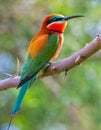 Red throated bee eater on tree branch