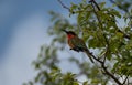 Red-throated Bee Eater in West Africa