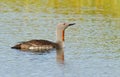 Red throated diver Royalty Free Stock Photo