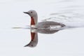 Red-throated diver Royalty Free Stock Photo
